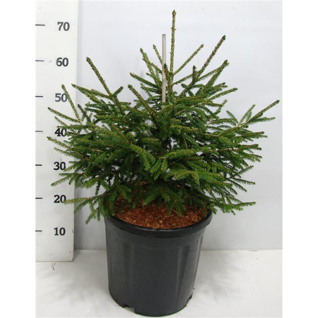 Orientgran – Picea orientalis 'Aureospicata' - C12 50-60 CM
